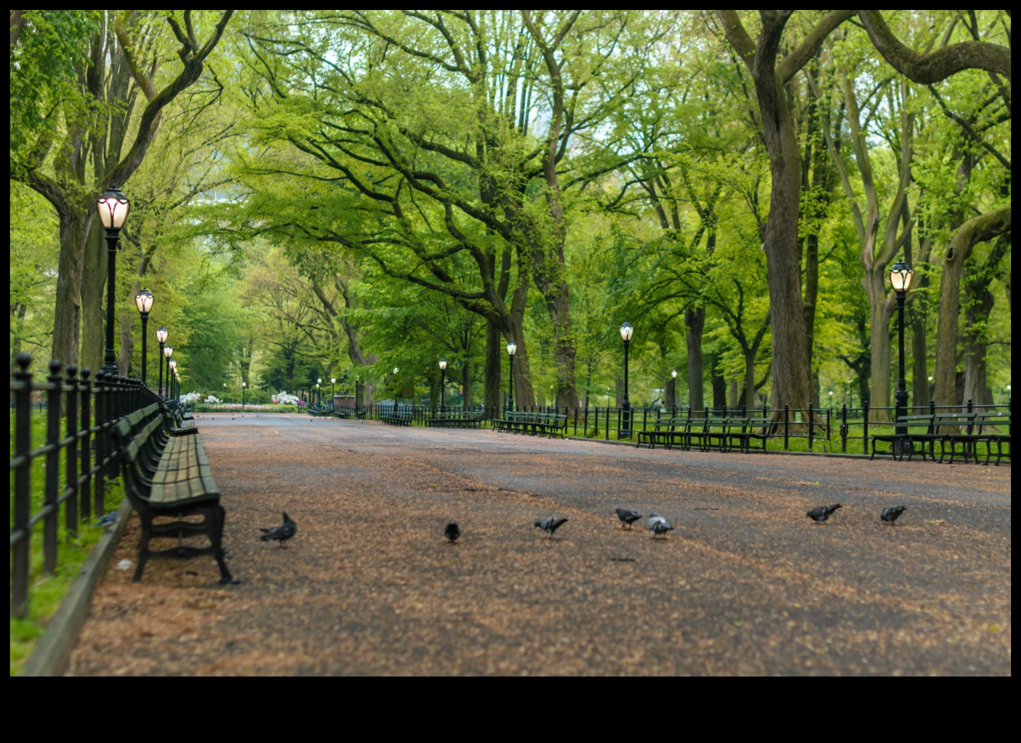 נווה מדבר ירוק: פארקים וגנים דרך עדשות שונות