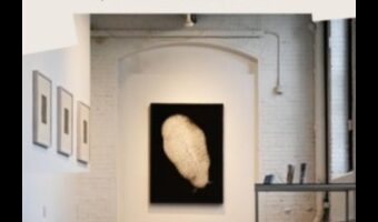 שקט נחשף: ציור מהות היופי הדומם