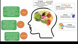מבריק תדלוק: מקרונוטריינטים לבריאות קוגניטיבית