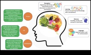 מבריק תדלוק: מקרונוטריינטים לבריאות קוגניטיבית